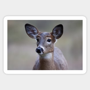 So forlorn - White-tailed Deer Sticker